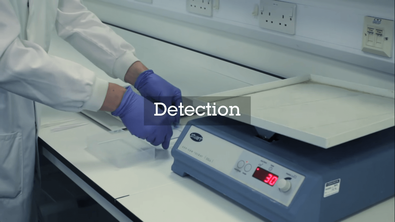 Detection Methods - western blot