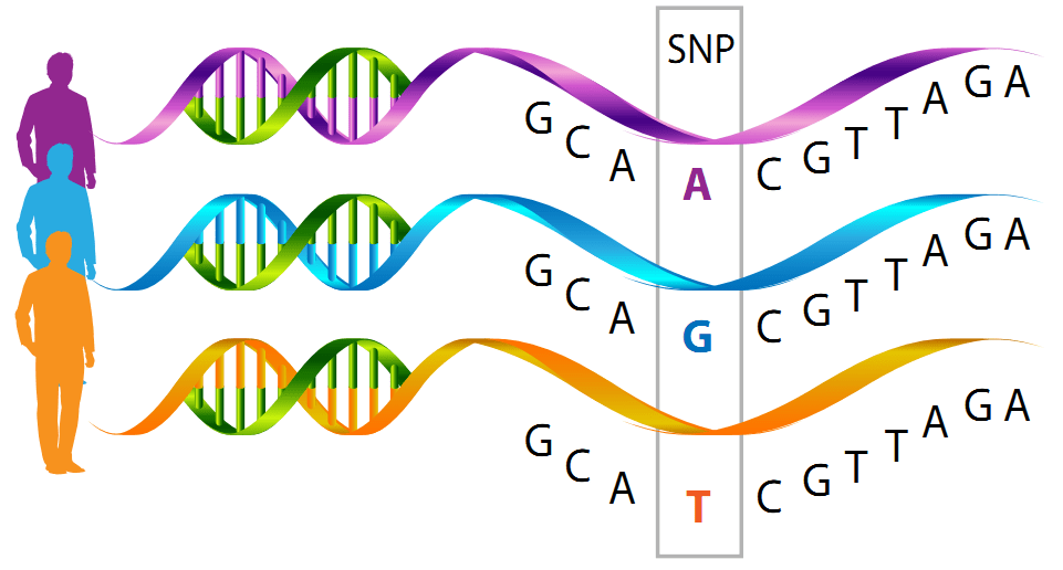 single-nucleotide polymorphism