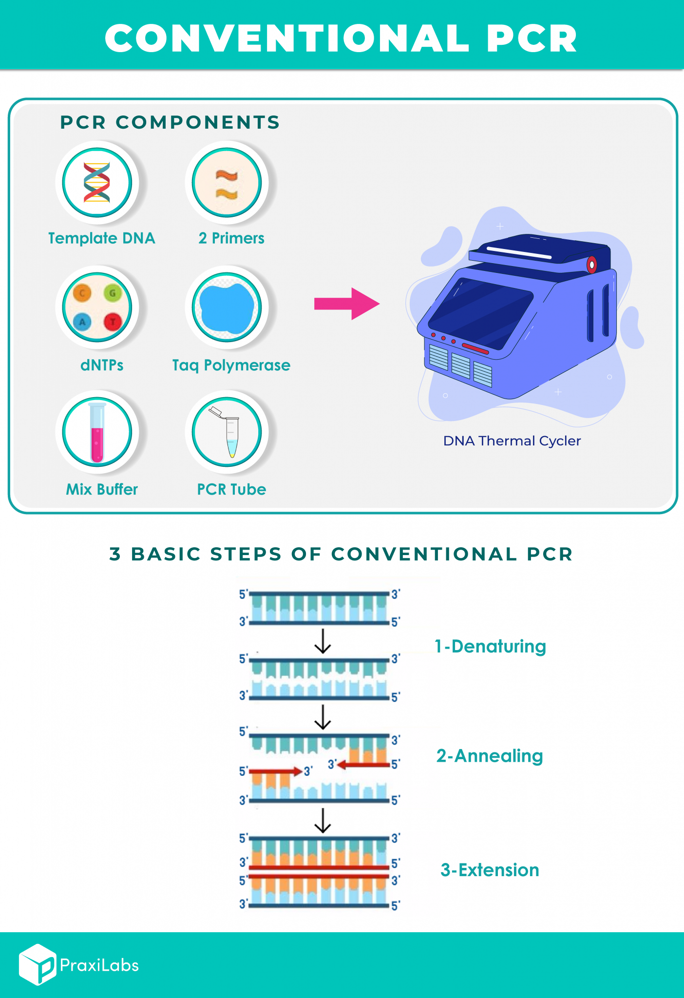 What Are The Three Basic Steps of Conventional PCR? PraxiLabs