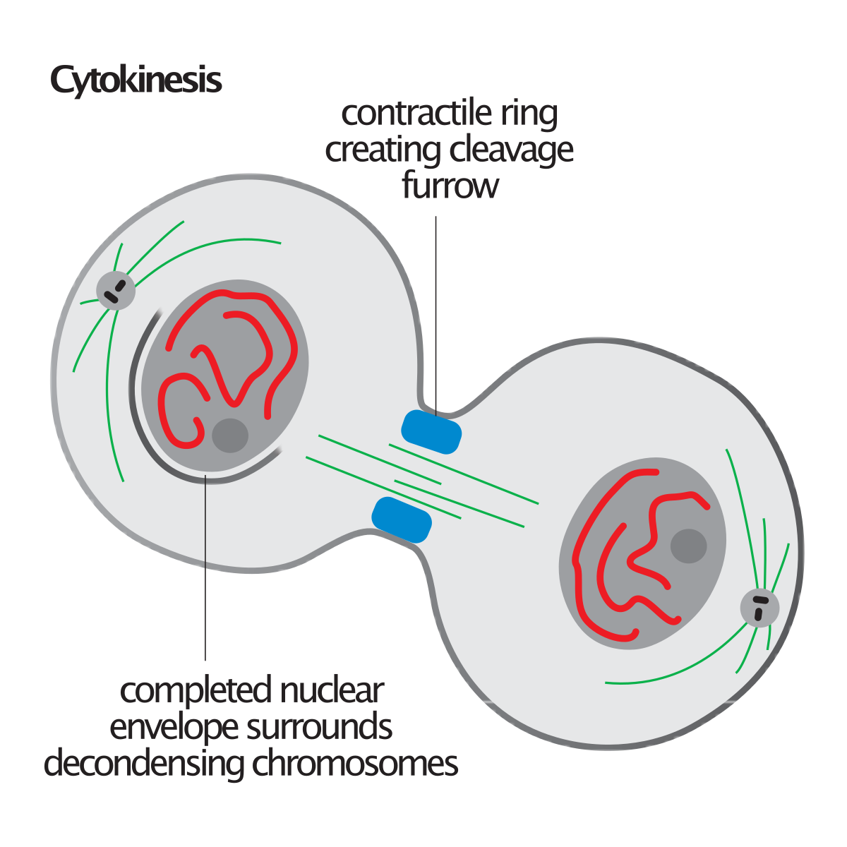 Cytokinesis (Division of Cytoplasm)