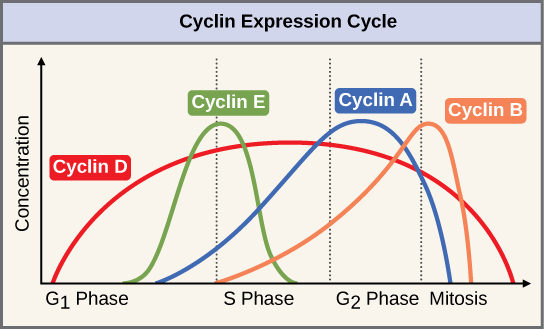 Cyclin Expression Cycle