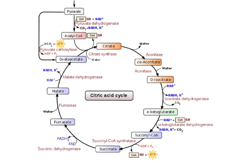 Krebs Cycle Diagram