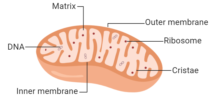 the mitochondrial matrix